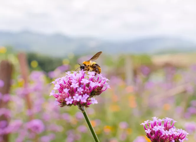 ATC Routes du Monde x Un Toit pour les Abeilles