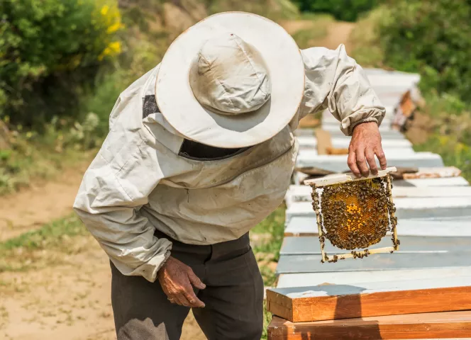 ATC Routes du Monde x Un Toit pour les Abeilles