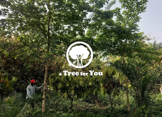 Qui est a Tree for You