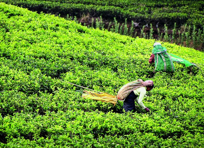 Sri Lanka plus belle destination asie