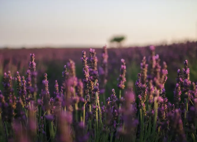 champs de lavande provence