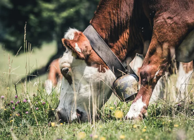 Auvergne Rhône Alpes avec l'ATC Routes du Monde