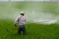 Les abeilles et les pesticides