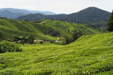 Cameron Highlands