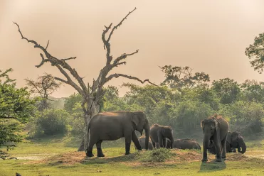 Éléphants dans le Parc national de Yala