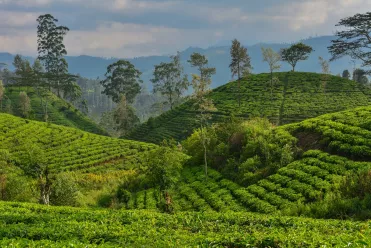 Guide pour un voyage au Sri Lanka