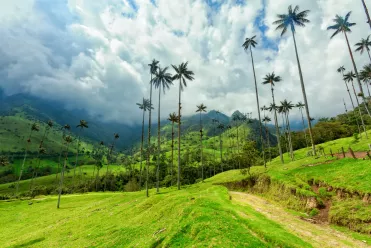 Vallée de Cocora