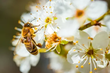 ATC Routes du Monde x Un Toit pour les Abeilles