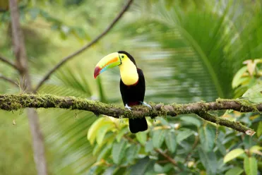 Toucan au Costa Rica