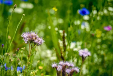 Enrichissement de la biodiversité
