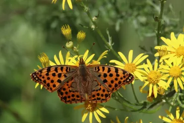 Habitat pour la biodiversité