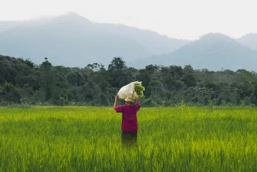 Personne dans les rizières dans un pays d'Asie