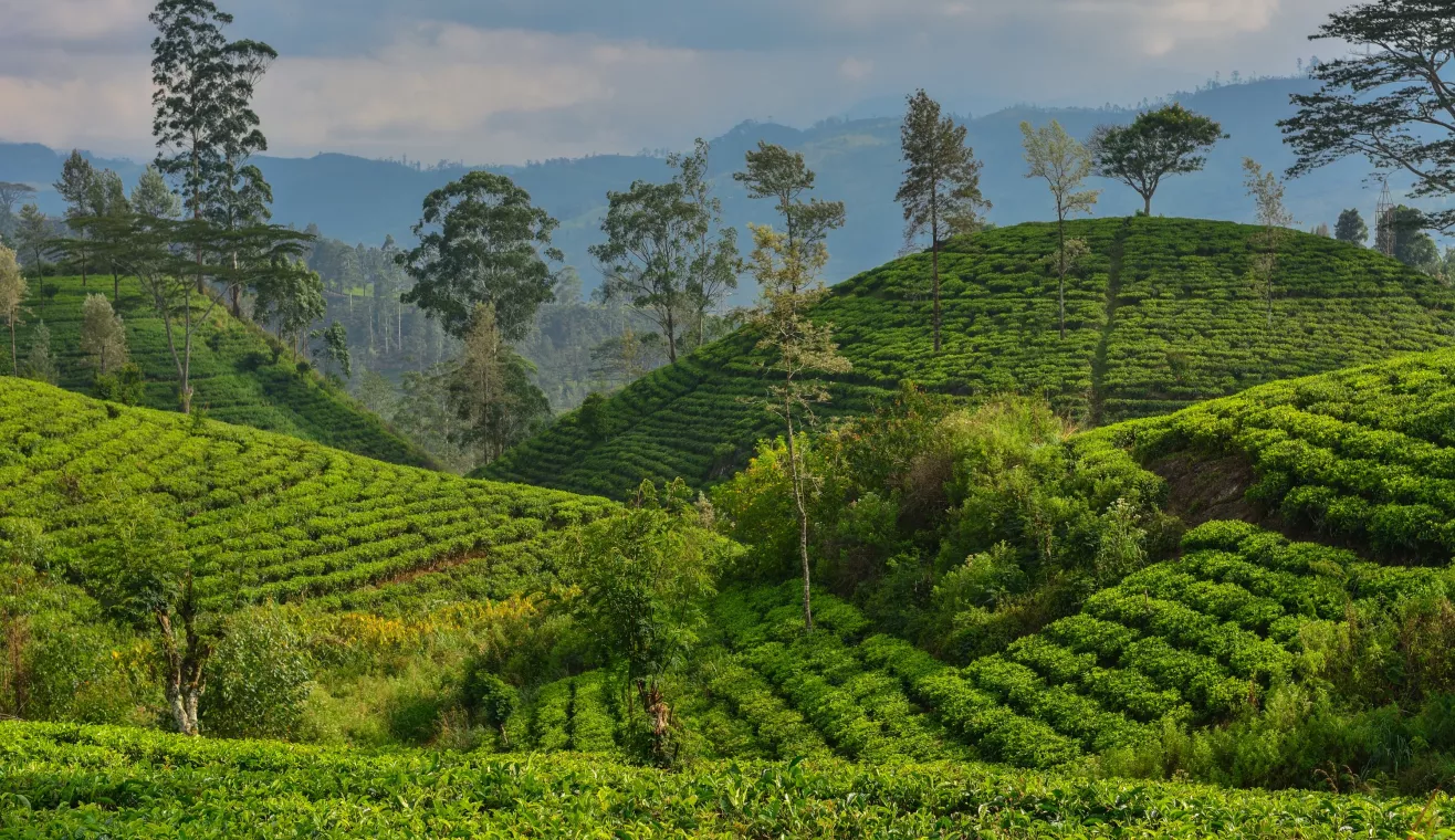 Guide pour un voyage au Sri Lanka