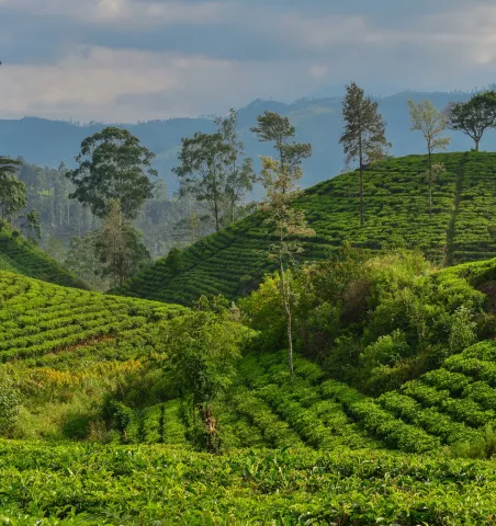 Guide pour un voyage au Sri Lanka