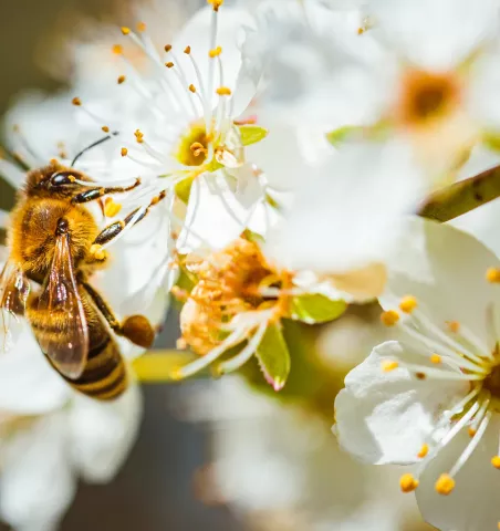 ATC Routes du Monde x Un Toit pour les Abeilles