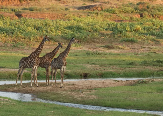 Girafes dans un parc national sud-africain