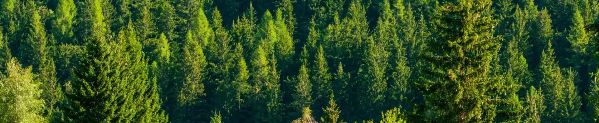 La forêt en plein été en Haute-Savoie