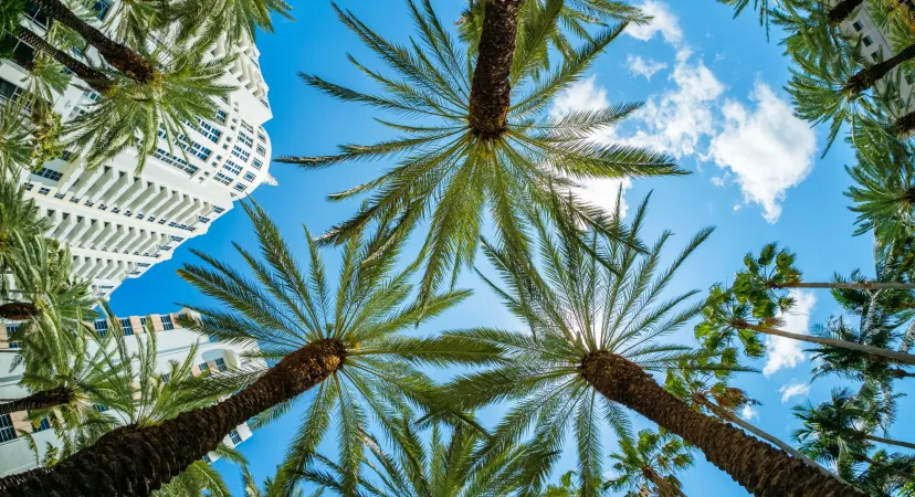Palmiers sur Miami Beach