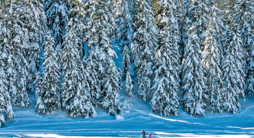 Montagne et forêt enneigées
