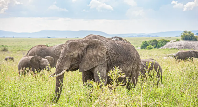 Éléphants dans un parc national en Tanzanie