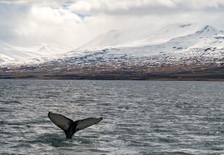 Croisière islande 2025