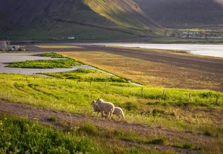 croisière atc islande