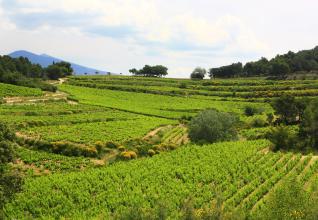 BUIS LES BARONNIES