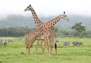 Girafes dans un parc national en Tanzanie