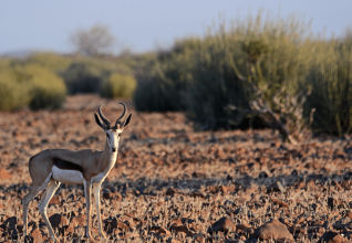 Le springbok : une antilope que l'on trouve principalement en Afrique