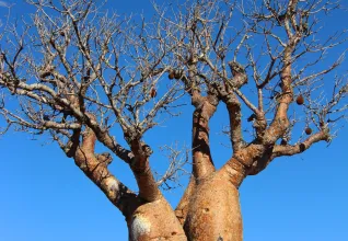 Baobabs