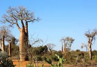L'Allée des Baobabs