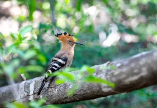Huppe fasciée dans le parc national de l'Isalo
