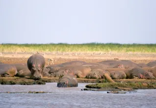 Hippopotames au lac Manyara