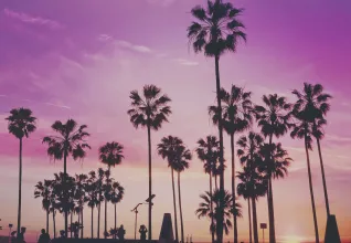 Palmiers de Miami sous un coucher de soleil