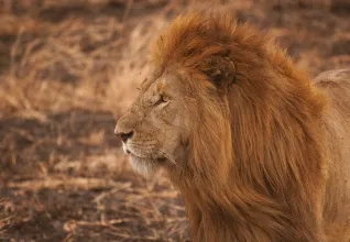Lion dans un parc national en Tanzanie
