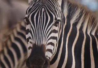 Zèbre dans un parc national en Tanzanie