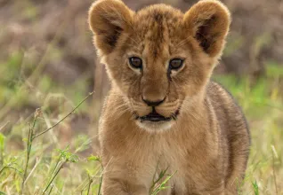 Lionceau dans un parc national en Tanzanie