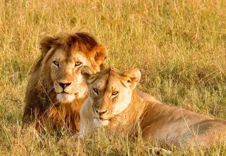 Lion et lionne dans un parc national en Tanzanie