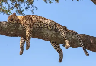 Léopard dans un parc national en Tanzanie