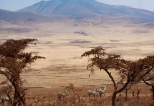 Zone de conservation de Ngorongoro
