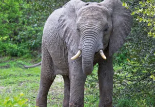 Éléphant dans un parc national en Tanzanie