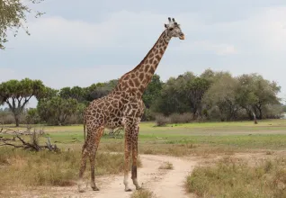 Girafe dans un parc national en Tanzanie