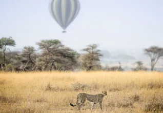 Guépard dans un parc national en Tanzanie