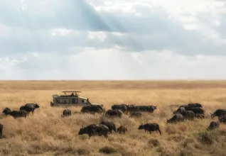 Parc national du Serengeti