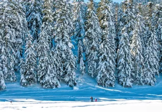 Montagne et forêt enneigées