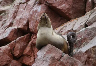 Îles Ballestas et ses célèbres phoques
