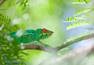 Caméléon panthère 