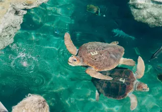 Tortue caouanne