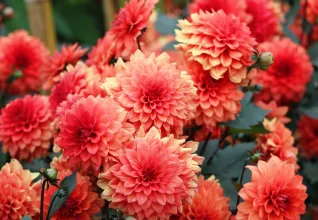 Dahlia dans les jardins de la maison de Claude Monet à Giverny