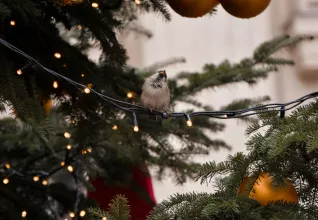 Oiseau sur les branches d'un arbre de Noël dans un marché à Budapest